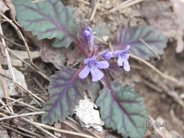 藤原岳の自然を守る会 花 虫 鳥 きのこ 景観 藤原岳の自然を守る会 花 虫 鳥 きのこ 景観