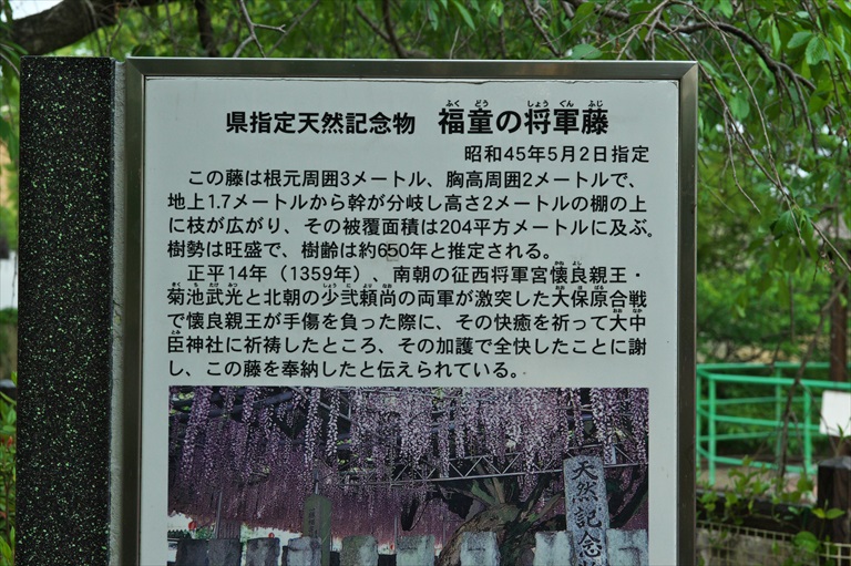 大中臣神社の将軍フジ_f0239284_154535.jpg