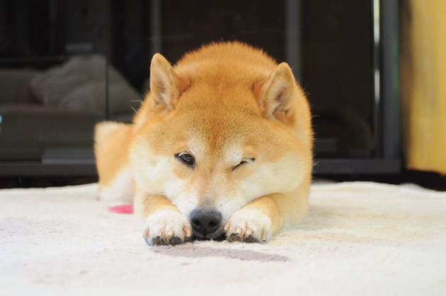 ウインク Wink かぼすちゃんとおさんぽ