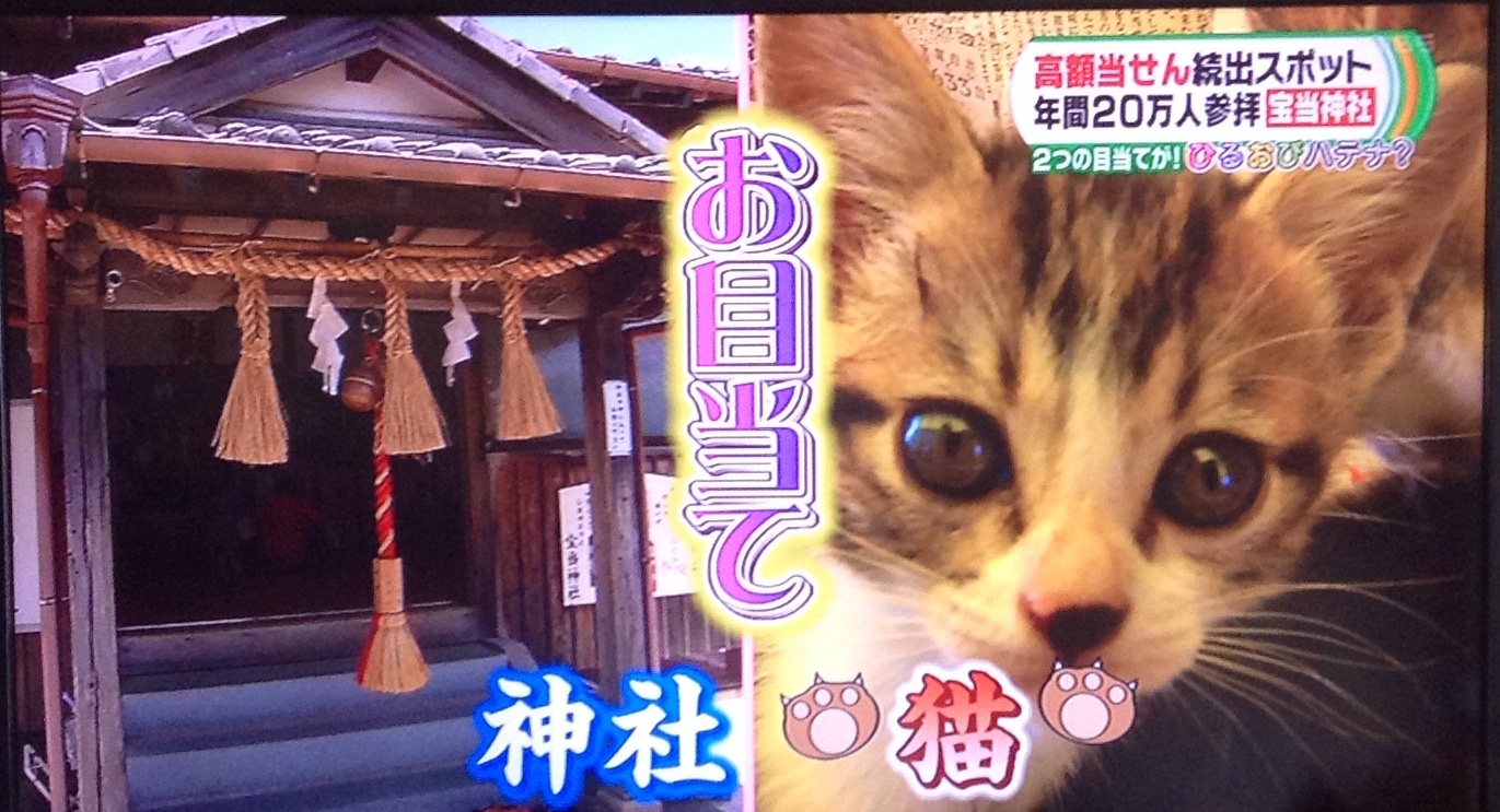 宝くじが当たる神社と、福を招く生きた招き猫！！_b0301400_15034552.jpg