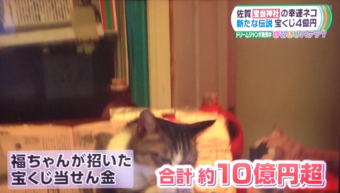 宝くじが当たる神社と、福を招く生きた招き猫！！_b0301400_17280936.jpg