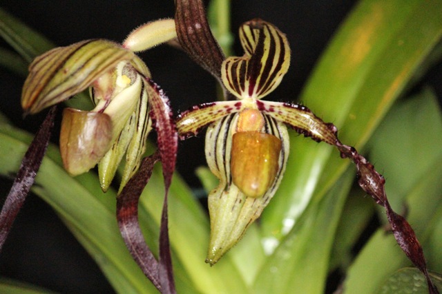 Paphiopedilum Michael Koopowitz _d0007501_19581956.jpg