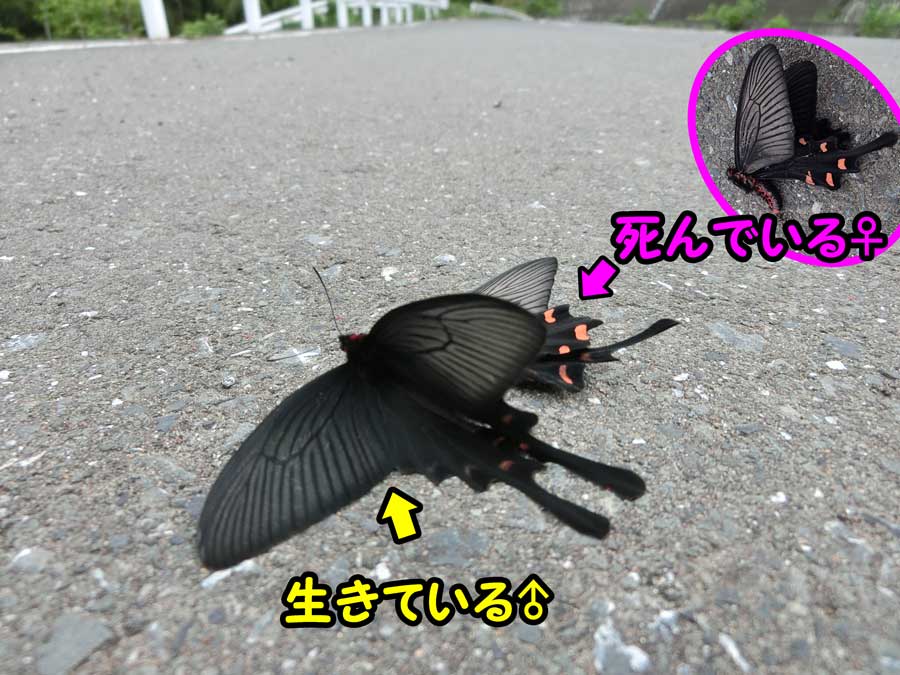 ジャコウアゲハの交尾 秩父の蝶
