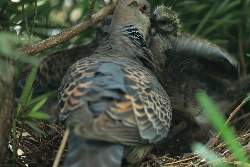 野鳩の赤ちゃん 5月22日巣立ち 富士山大好き 写真は最高 野鳩の赤ちゃん 5月22日巣立ち 富士山大好き 写真は最高