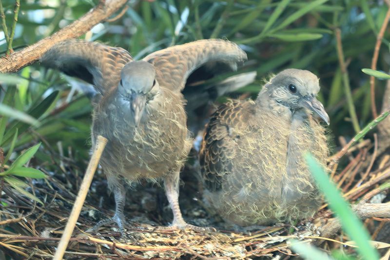 野鳩の赤ちゃん 5月22日巣立ち 富士山大好き 写真は最高 野鳩の赤ちゃん 5月22日巣立ち 富士山大好き 写真は最高