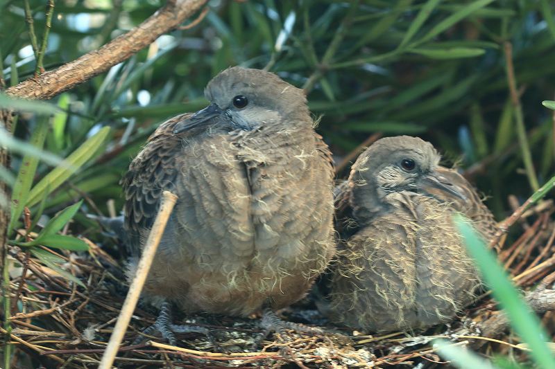 野鳩の赤ちゃん 5月22日巣立ち 富士山大好き 写真は最高 野鳩の赤ちゃん 5月22日巣立ち 富士山大好き 写真は最高