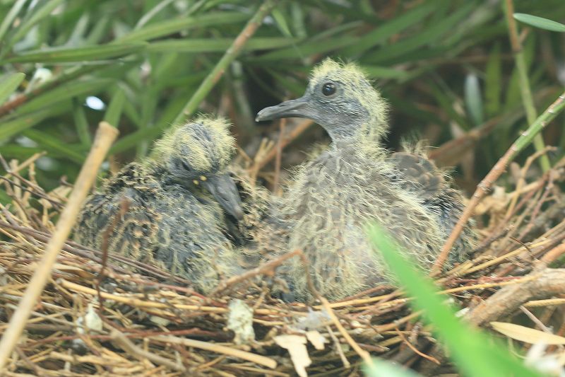 野鳩の赤ちゃん 5月22日巣立ち 富士山大好き 写真は最高