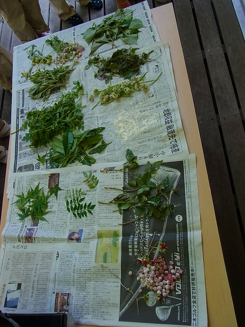 すみれば探検隊「すみればの野草さがし」_b0049307_15101610.jpg