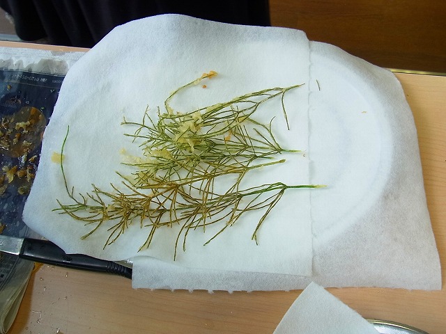 すみれば探検隊「すみればの野草さがし」_b0049307_15143070.jpg