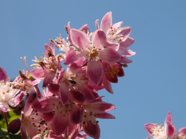 タニウツギのピンクの花…２０１４・５・２２_f0231709_22201792.jpg