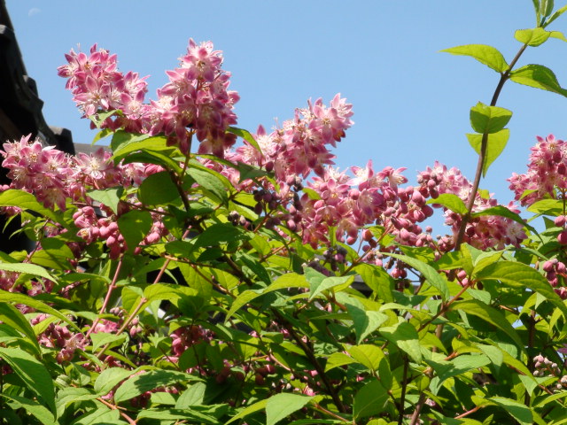 タニウツギのピンクの花…２０１４・５・２２_f0231709_22241310.jpg