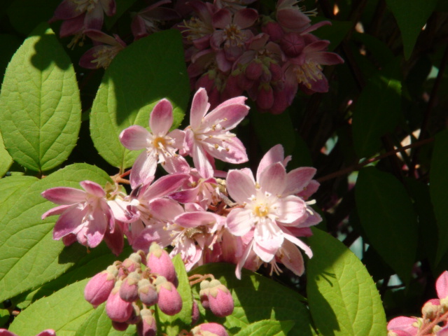 タニウツギのピンクの花…２０１４・５・２２_f0231709_22292670.jpg