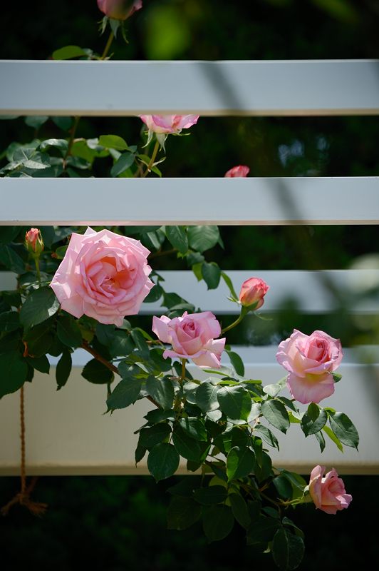 薔薇が咲いた～薔薇が咲いた～♪＠府立植物園_f0032011_19345072.jpg