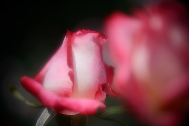 薔薇が咲いた～薔薇が咲いた～♪＠府立植物園_f0032011_19345981.jpg