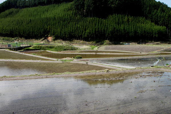 氷室の棚田_e0048413_2114363.jpg