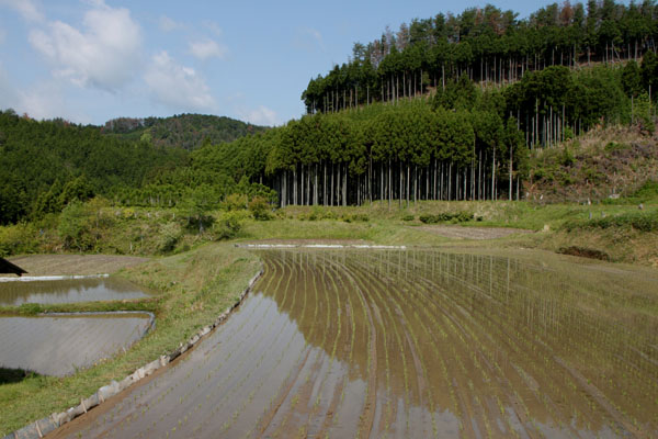 氷室の棚田_e0048413_21145816.jpg