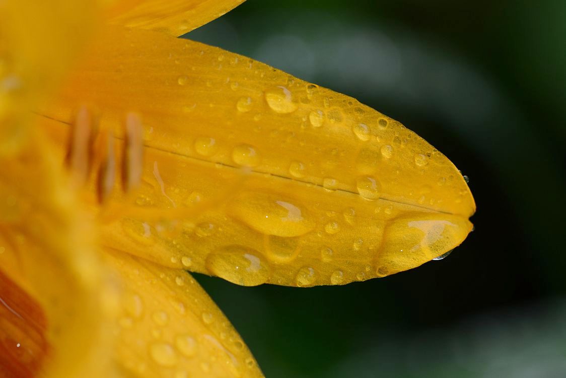 トビシマカンゾウが開花！♪_a0031821_2014578.jpg