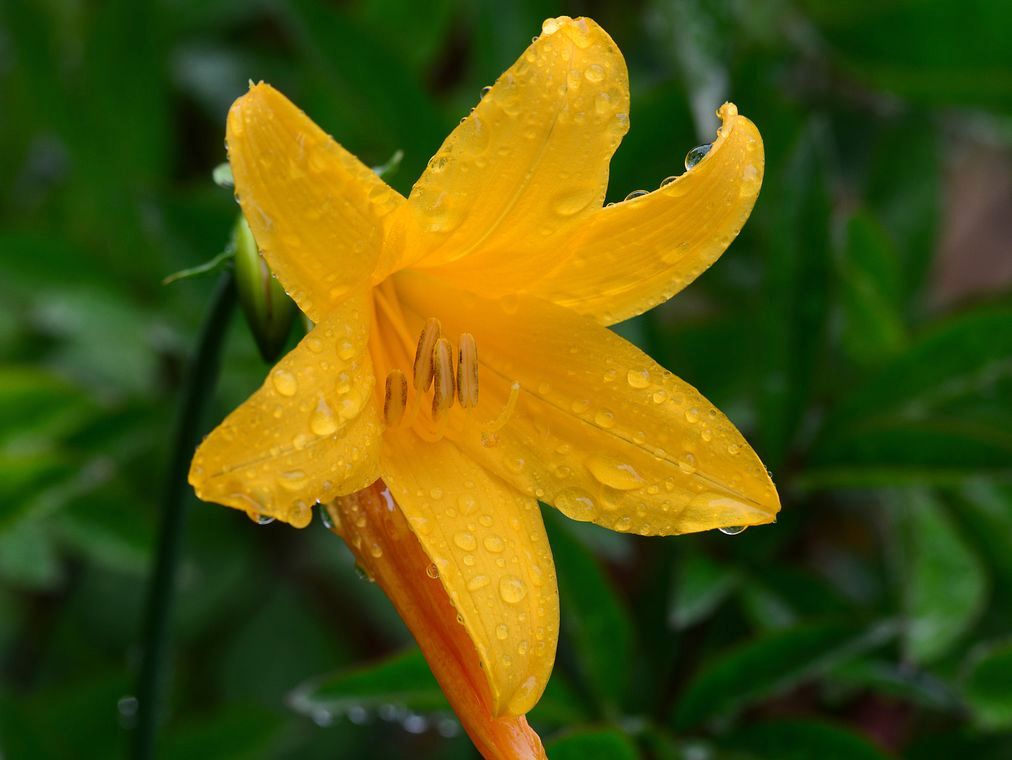 トビシマカンゾウが開花！♪_a0031821_2082466.jpg