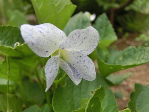 今日の　気になる庭の花華・・・2_d0136122_6205090.jpg