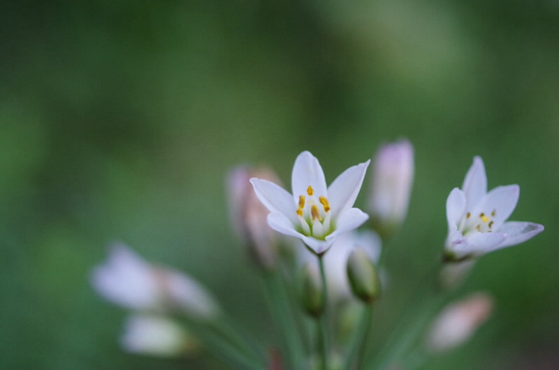 庭の草花 _f0338831_20530589.jpg