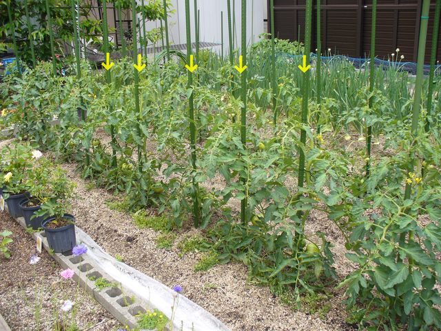 オクラ苗のお届け_f0275632_22124648.jpg