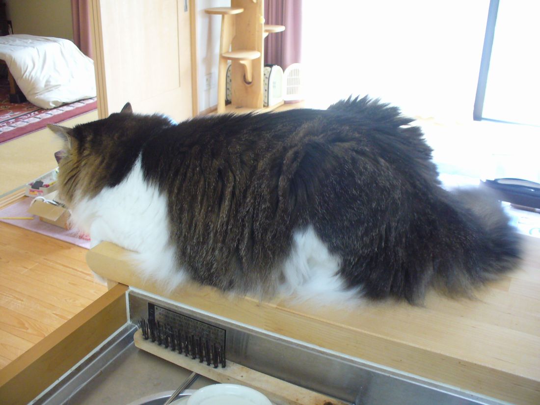 オクラ苗のお届け_f0275632_22175296.jpg