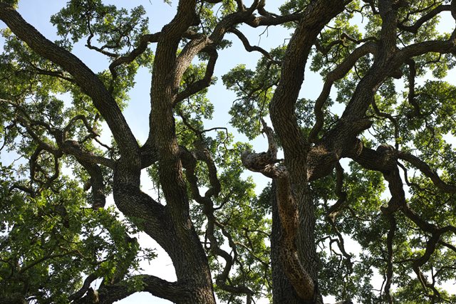 二つの木 風忘続々