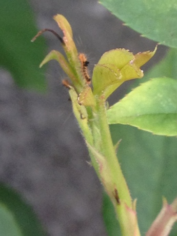 アースジェットで毛虫退治 おきなわのベランダガーデン アースジェットで毛虫退治 おきなわのベランダガーデン