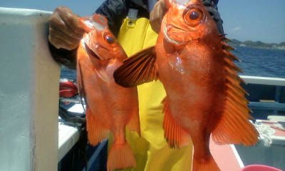 根魚五目_c0306546_1352121.jpg