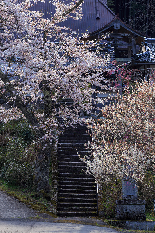 桜咲く福徳寺（右京区京北）_f0155048_2262322.jpg