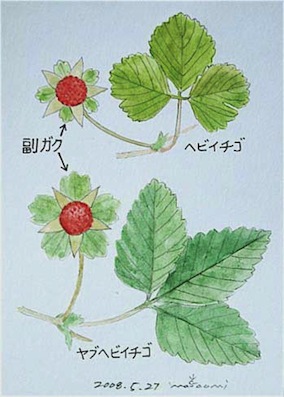ヘビイチゴ ヤブヘビイチゴ スケッチ感察ノート Nature Journal ヘビイチゴ ヤブヘビイチゴ スケッチ感察ノート Nature Journal