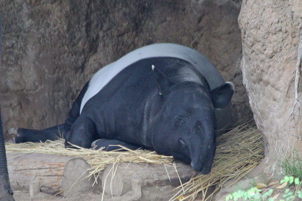 よこはま動物園ズーラシアへ行って来ました♪_e0294253_23210825.jpg