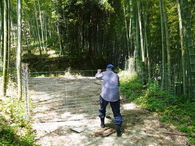 絶品たけのこ『山竹』の竹林に独占取材!!_a0254656_1744213.jpg