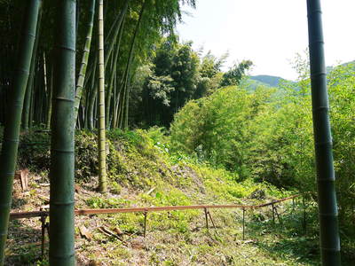 絶品たけのこ『山竹』の竹林に独占取材!!_a0254656_17504815.jpg