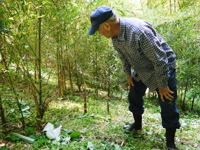 絶品たけのこ『山竹』の竹林に独占取材!!_a0254656_18154726.jpg