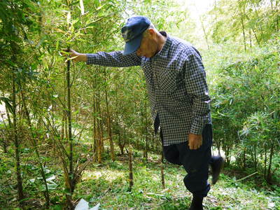 絶品たけのこ『山竹』の竹林に独占取材!!_a0254656_18181074.jpg