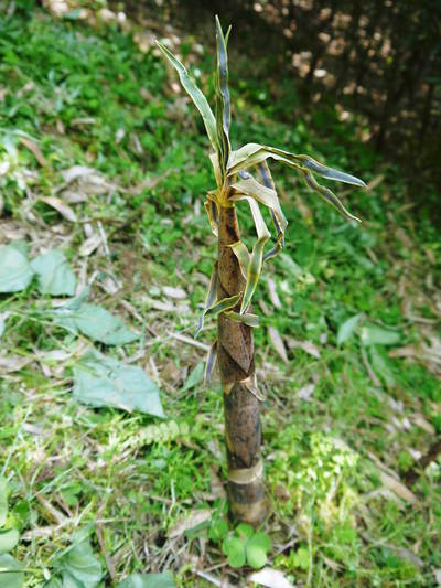 絶品たけのこ『山竹』の竹林に独占取材!!_a0254656_1822223.jpg