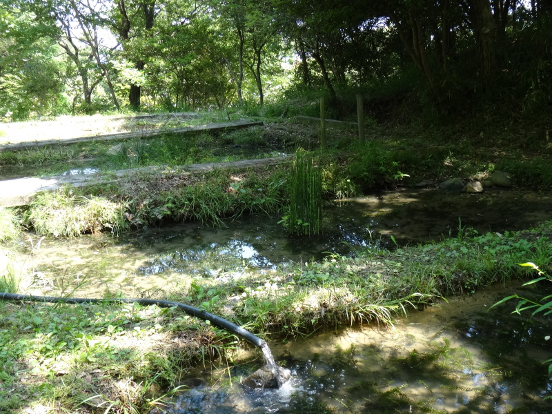 貝塚市の優芽ちゃんからクヌギの苗を頂きました_c0108460_20490533.jpg