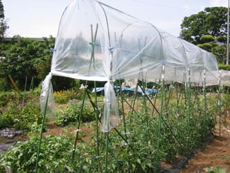 トマトの雨よけについて考えてみた ぬるぅい畑生活