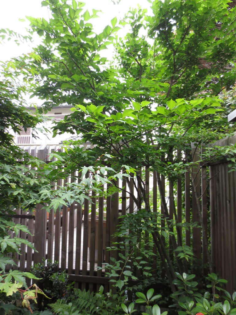 5月の白い花_c0310571_09441075.jpg