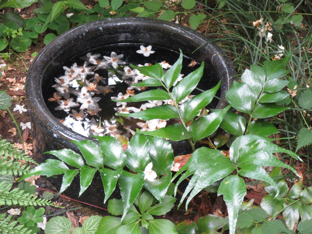 5月の白い花_c0310571_09443217.jpg