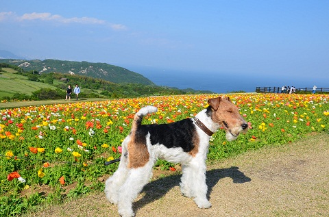 淡路島　（あわじ花さじき）_e0276872_01584728.jpg