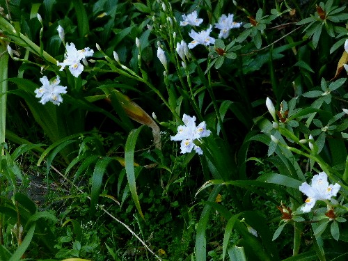 春の京都ひとり旅（十七）　大原の里で咲く野の花_d0084473_20383977.jpg