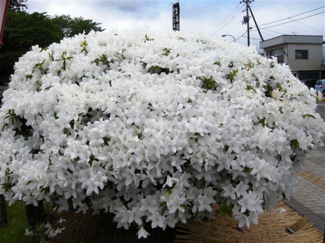 雪景色を見ているような気分になりました。_c0172180_10314383.jpg