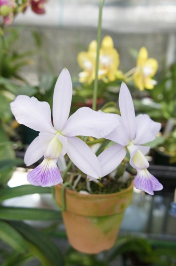 カトレヤ ワルケリアナ セルレア (2014.5.22) : ブログに挑戦らんらん