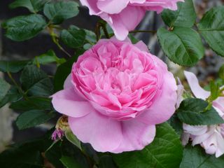 2014年5月22日 これがきくんだなあ_b0098584_71060.jpg
