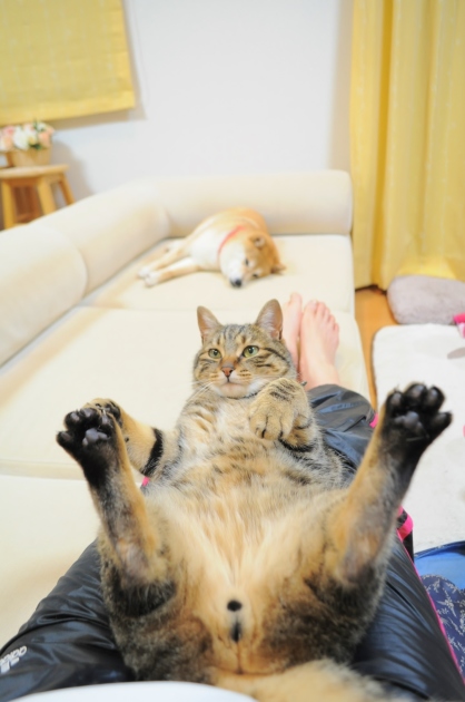 只今くつろぎ中 I\'m relaxing._a0126590_22422201.jpg