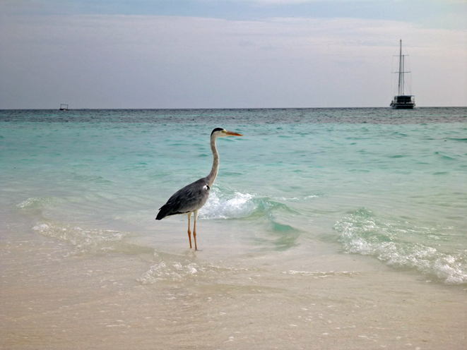 Kandolhu Island 2014-40　タコを探して_c0147790_14445774.jpg