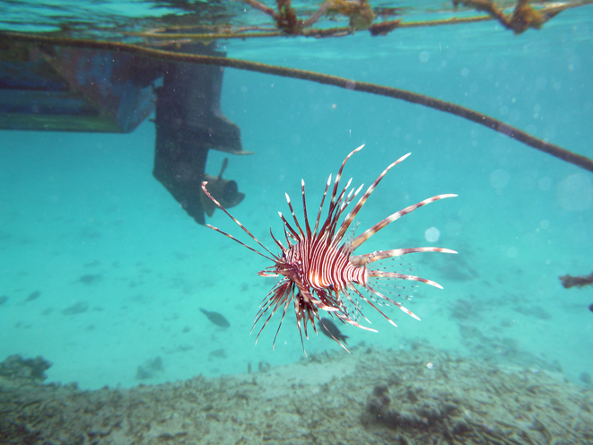 Kandolhu Island 2014-40　タコを探して_c0147790_14462411.jpg