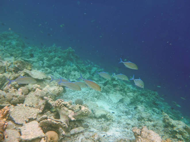 Kandolhu Island 2014-40　タコを探して_c0147790_14543926.jpg